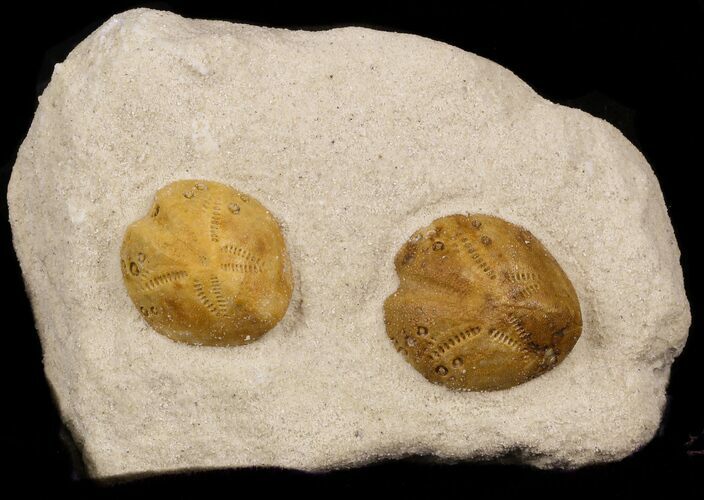 Two Lovenia Sea Urchin Fossil - Beaumaris, Australia #31074